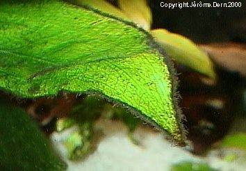 Algues rouges : barbe en pinceau
