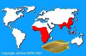 R&eacute;partition g&eacute;ographique des Labyrinthid&eacute;s