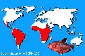 R&eacute;partition g&eacute;ographique des Characid&eacute;s