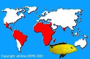 R&eacute;partition g&eacute;ographique des Cichlid&eacute;s
