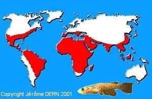 R&eacute;partition g&eacute;ographique des Cyprinodontid&eacute;s Ovipares