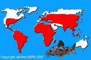 R&eacute;partition g&eacute;ographique des Poissons-Chats