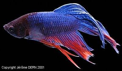 Betta Splendens male
