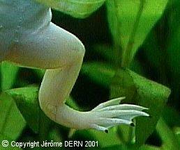 Une patte griffue de Xenopus Laevis