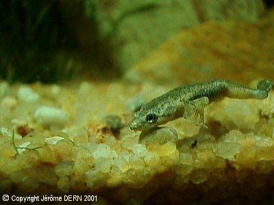 Hymenochirus Boettgeri