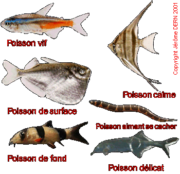 Les principales formes des poissons