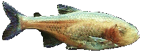 Poisson aveugle