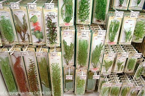 Plantes en Plastiques