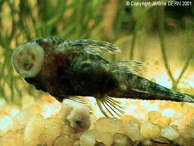 Ancistrus accroch&eacute; &agrave; une vitre...