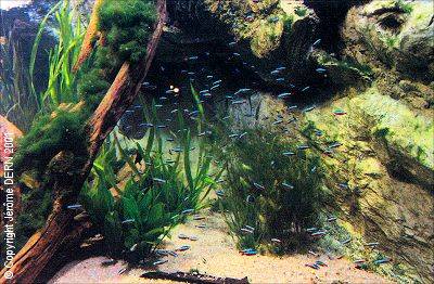 Un banc de cardinalis (Aquarium du MAAO)