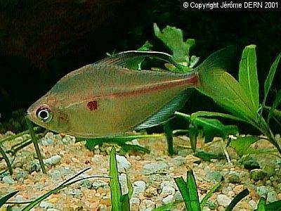 Coeur Saignant m&acirc;le