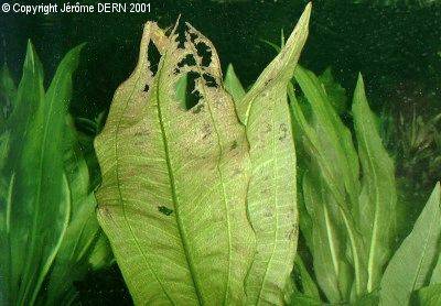 Echinodorus rap&eacute;e par les ancistrus