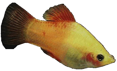 Platy