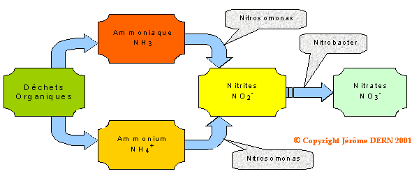 Le cycle de l'azote...