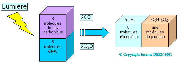 La photosynth&egrave;se