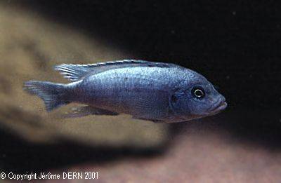 Juv&eacute;nile Pseudotropheus Zebra