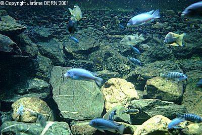 Cichlid&eacute;s vivant dans un d&eacute;cor rocheux